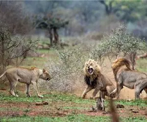 جنگ حیات وحش/ شیر تا آخرین توانش میجنگه و با بدن زخمی هم کوتاه نمیاد 