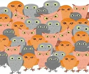 بازی فکری؛ اگه رو دست هر تیزبینی زدی گربه رو بین جغدا سه سوته پیدا کن