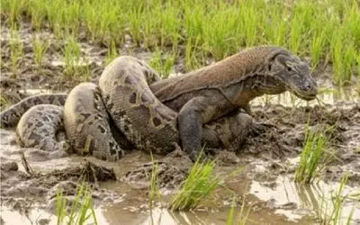 حیات وحش جالب؛ پیتون غول یچد به کومودو نسخه اش پیچیده شد