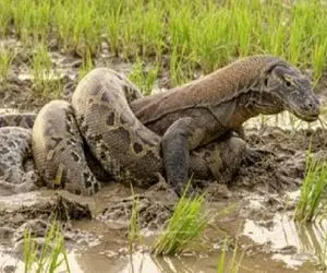 حیات وحش جالب؛ پیتون غول یچد به کومودو نسخه اش پیچیده شد