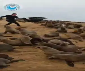 نبض وحش؛ فوک میخوان از ضایعات نجات بدن یجور میدوعه انگار دارن جونشو میگیرن
