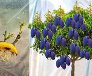 (ویدیو) چگونه می توان درخت موز را از میوه موز و درخت انبه را از انبه رشد داد؟