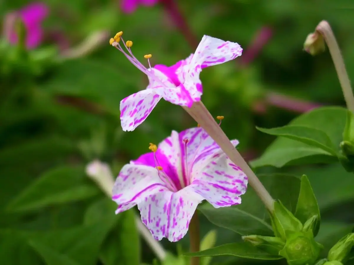 گیاهان گلدار باغچه ای