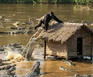 مستند حیات وحش؛ تسلط گوریل روی پشت بام بر تمساح های که مترصد سقوط هستن