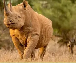 جذابیت حیات وحش / گلاویز شدن کرگدن های شاخ کوب باهم برای رهبری