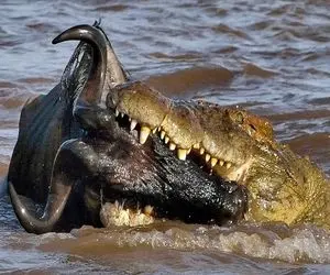 شاهکار حیات وحش؛ تمساح شریر تو آب کمین و غزال تیزپارو موقع نوشیدن آب قورت داد