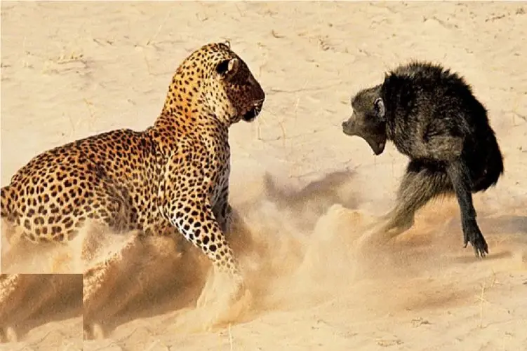 مستند حیات وحش؛ یوزپلنگ با طناب بابون رفت تو چاه