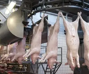 فراوری خوک؛ خوک نجس حرومی بعد کارواش قلمبه گذاشته شد تو کوره آتیش مغز پخت شه