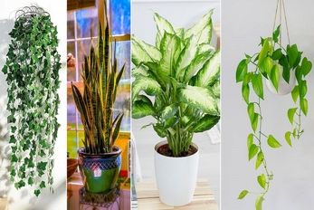 گیاهان آپارتمانی سریع الرشد / اینا هر چی بخورن سوخت نمیدن قدشون یه ماهه از تو بلندتره