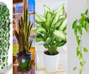 گیاهان آپارتمانی سریع الرشد / اینا هر چی بخورن سوخت نمیدن قدشون یه ماهه از تو بلندتره