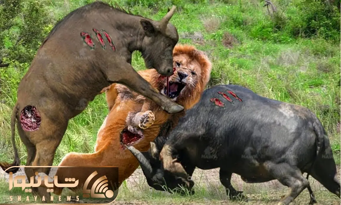 از جذابیت های حیات وحش؛ یه گله بوفالو و یه گله شیر همدیگر رو زخم و زیلی کردن