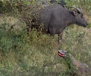 مستند حیات وحش؛ اژدهای کومودو زهر میزنه به جون بوفالو بکشتش پایین ببلعه