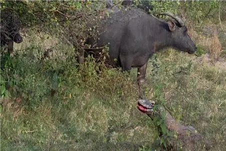 مستند حیات وحش؛ اژدهای کومودو زهر میزنه به جون بوفالو بکشتش پایین ببلعه