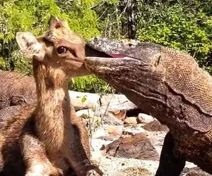 از جذابیت های حیات وحش؛ کومودو نامرد بعد کلی بازی آهو ناز رو از کله فرو بلعید