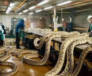 فرآوری مار؛ جنبه پنهان پرورش و سود ناشی از پوستیدن پیتون برای چرم لوکس