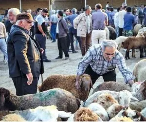 (جدول) قیمت دام زنده امروز ۲ مهر ۱۴۰۳/ نرخ گوسفند زنده در یک استان خیز برداشت