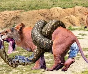 از جذابیت های حیات وحش؛ پیتون ابله فکر کرد شیر موشه و رفت وحشی گنده معدوم کنه