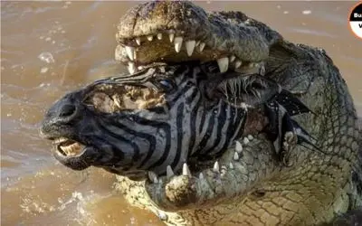 نبرد حیات وحش/گورخرها ناغافل وسط دریاچه های آفریقا گرفتار تمساح ها شدند/زانوها شکست
