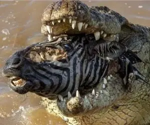 نبرد حیات وحش/گورخرها ناغافل وسط دریاچه های آفریقا گرفتار تمساح ها شدند/زانوها شکست