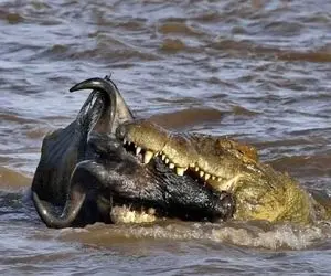 از جذابیت های حیات وحش؛ کروکودیل گردن کل یالدار رو گرفتو عین چرخگوشت چرخش کرد