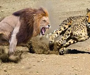 از جذابیت‌های حیات وحش؛ شیر کله پلنگ رو کرد تو دهنش بعدشس حسابی افتاد به جونش