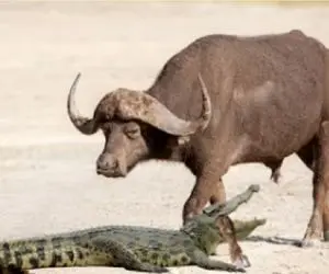 بر مدار وحش؛ تمساح وزه پای فرار بوفالو رو هدف گرفت