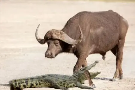 بر مدار وحش؛ تمساح وزه پای فرار بوفالو رو هدف گرفت