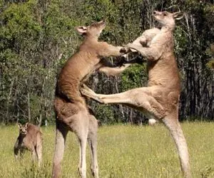 از جذابیت‌های حیات وحش؛ کانگورو لگد میزنه تو شکم دوستش جنین سقط میشه میبلعتش