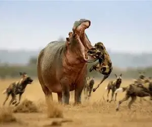 جذابیت حیات وحش؛ اسب آبی برای نجات جون بچه کپلش جامه از تن سگای وحشی میدره