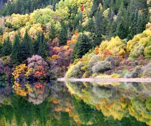 شگفتی های طبیعت؛ پاییز که میشه درختای دره جیوژایگو تو چین یه رنگین کمون هزار رنگه