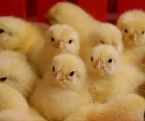  قیمت جوجه یک روزه چند شد؟