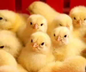  قیمت جوجه یک روزه چند شد؟