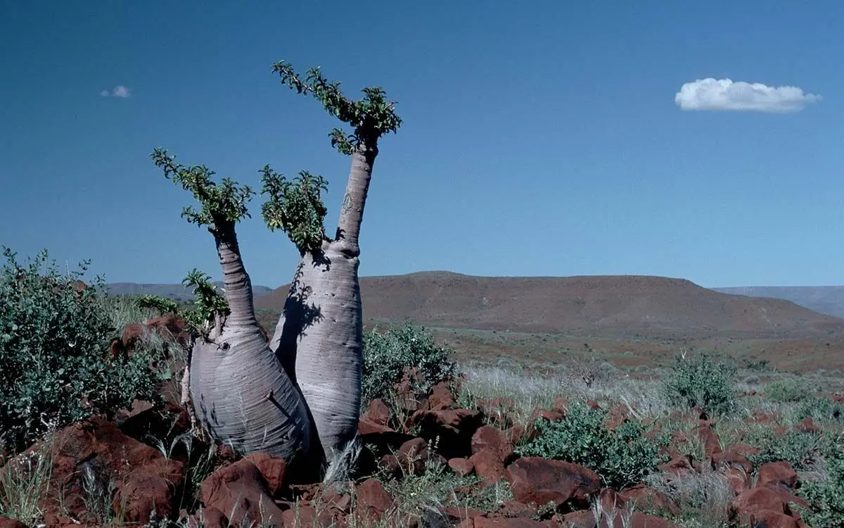 pachypodium_lealii_leaves