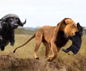 شاهکار حیات وحش؛ نبرد خونین شیر و بوفالو با پیروزی غریزه مادری بوفالو