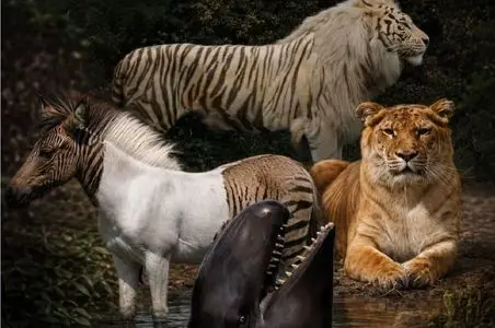 حیواناتی که نباید وجود می داشتند/ دستکاری طبیعت یا شاهکار ژنتیک؟