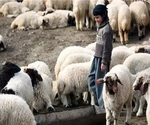 (جدول) قیمت دام زنده امروز ۱۲ دی ۱۴۰۳