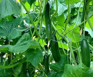 خیار چرا و چگونه ۲۰ هزار تومانی شد؟