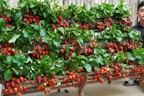 کاشت و برداشت خانگی؛ باغچه کف حیاط نداری؟ خب تو تراس باغچه عمودی بساز شاهکار