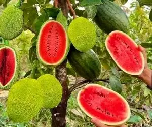 کشاورزی نوین؛ هندوانه رو با جک فروت پیوند زدن یه درخت دراومده که هندونه آویزونش