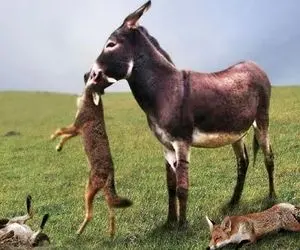 صحنه دهشتناک؛ الاغ سیریش گوش کفتار سفاکی که قصد خوردنشو داشت به نیش کشید کند