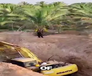 کشاورزی نوین؛ عربستان اینجوری تو خاک بی آب و علفش برای درختای خرما دریاچه ساخت آب بده