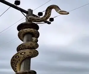 معماری طبیعت؛ سیم برق لخت بود مار رو شقه کرد