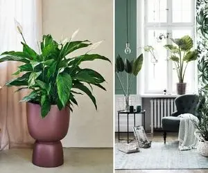 بهترین گیاهان آپارتمانی واسه خونه های کم نور؛ این جوری خوشگلاسیون خونَت رو تکمیل کن