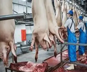 فرآوری خوک؛ خوک‌هارو بخورو شقه میکنن با بسته بندی ظریف میلیون دلاری سود میکنن