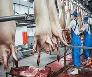 فرآوری خوک؛ خوک‌هارو بخورو شقه میکنن با بسته بندی ظریف میلیون دلاری سود میکنن