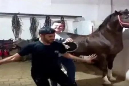 آواز شادیسم؛ مرد سیرجانی یجور بندری میزنه اسب ترسیده به خودش