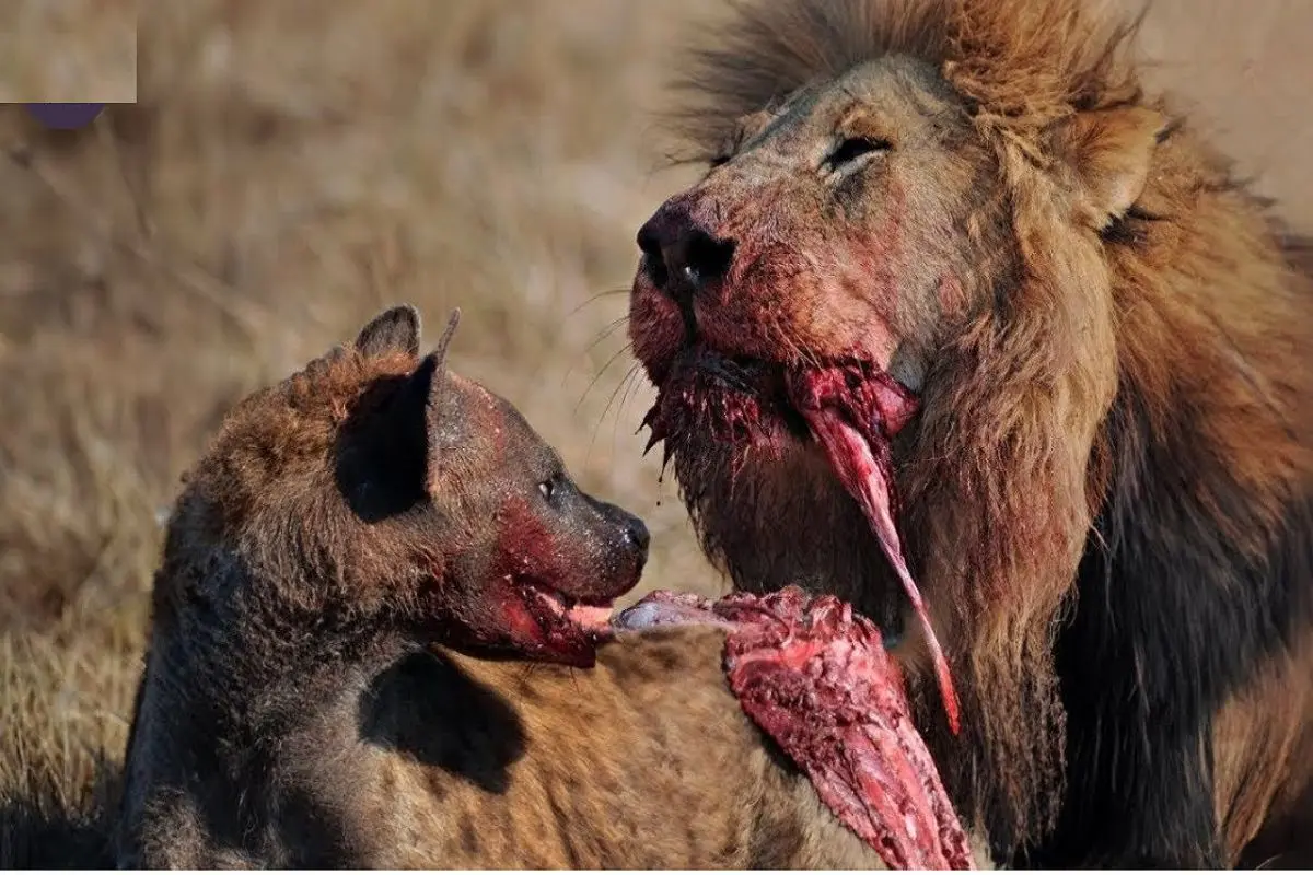 از بدایع حیات وحش؛ شیر سفاک با کرکس ها درگیر شد گوشت و پرشو جدا کرد برد واسه ماده اش