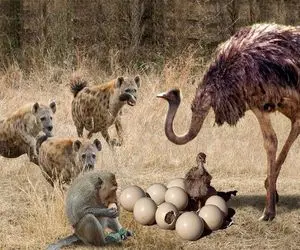 از بدایع حیات وحش؛ شتر مرغ رشید پرواز کرد تا جون بچشو از چنگال میمون نجات بده