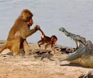 مستند حیات وحش؛ مقاومت میمون مادر مقابل کروکودیل برای حراست از فرزند