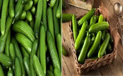 خیار رو چطوری نگه داریم که خراب نشه؟/ راز تازه موندن خیار که هیچکس بهت نمی‌ گه